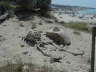 Skelettt am Strand
